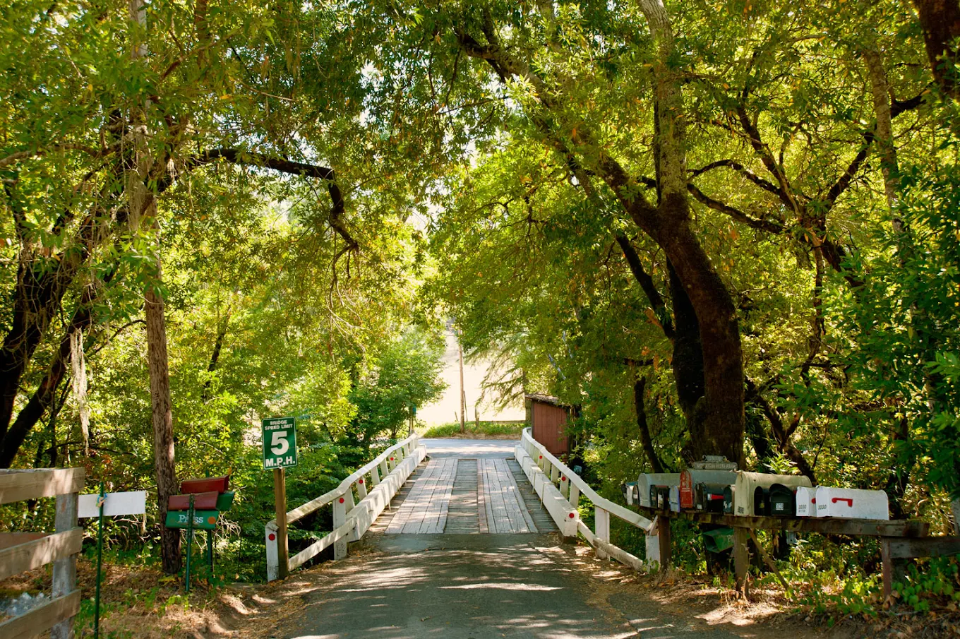 Shaded entrance driveway surrounded by tall green trees