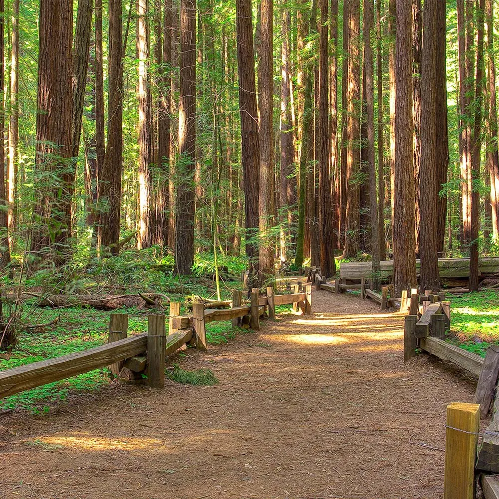 Peaceful forest trail with sunlight and wooden fence