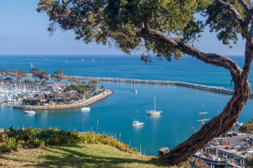 Ocean view with sailboats and marina below a tree