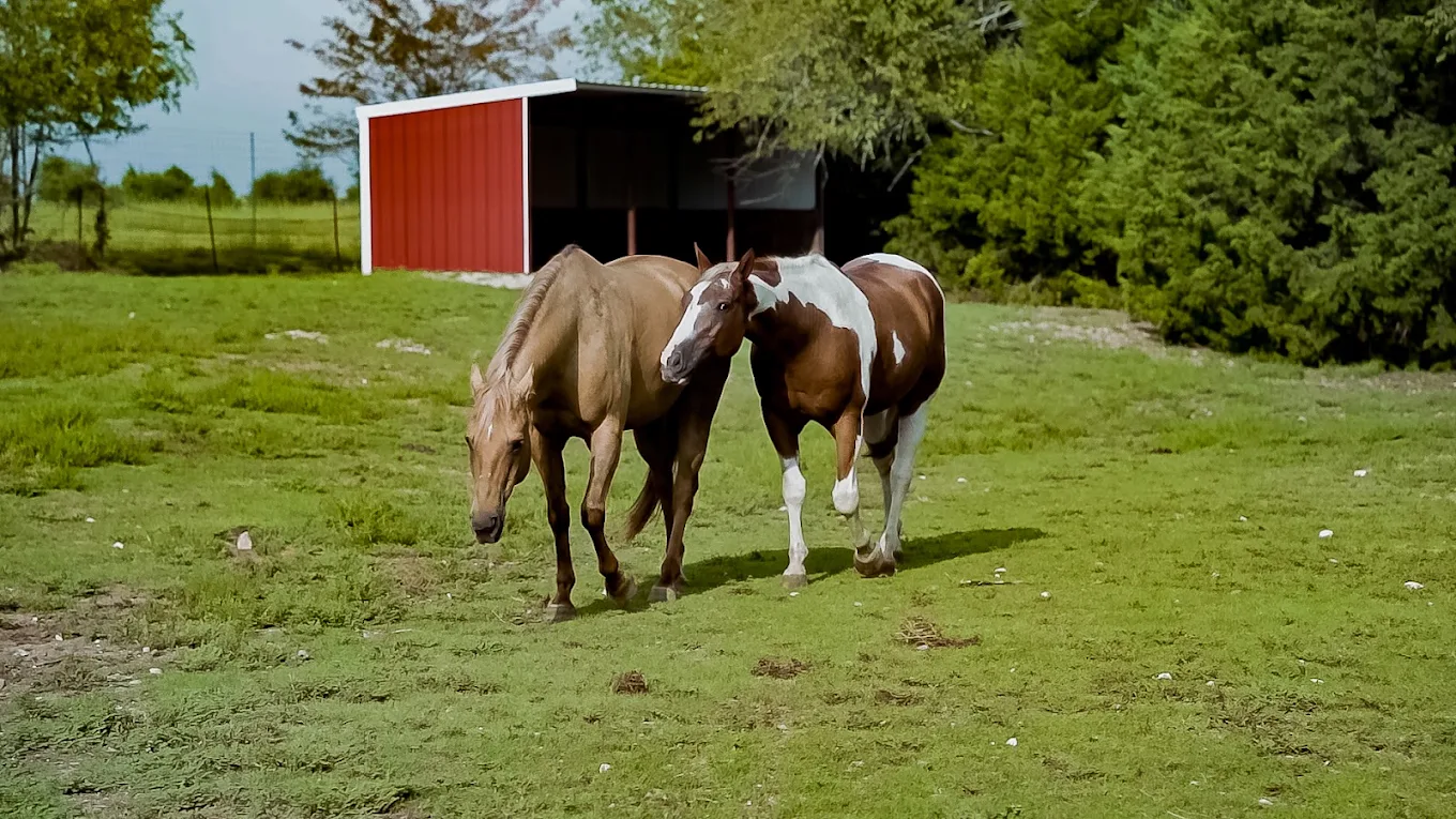 Discovery Point Retreat Ennis Equine