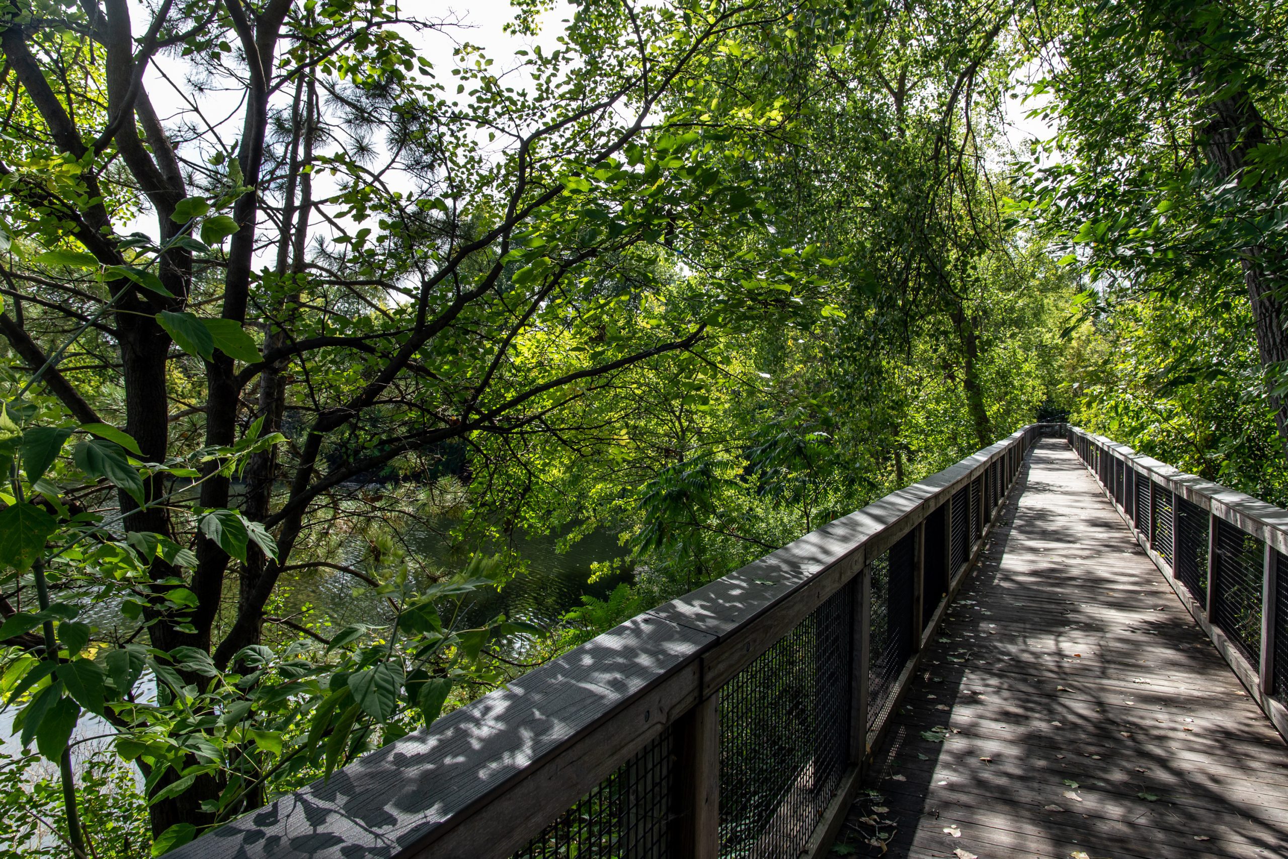 Wooden walkway through trees beside a quiet river
