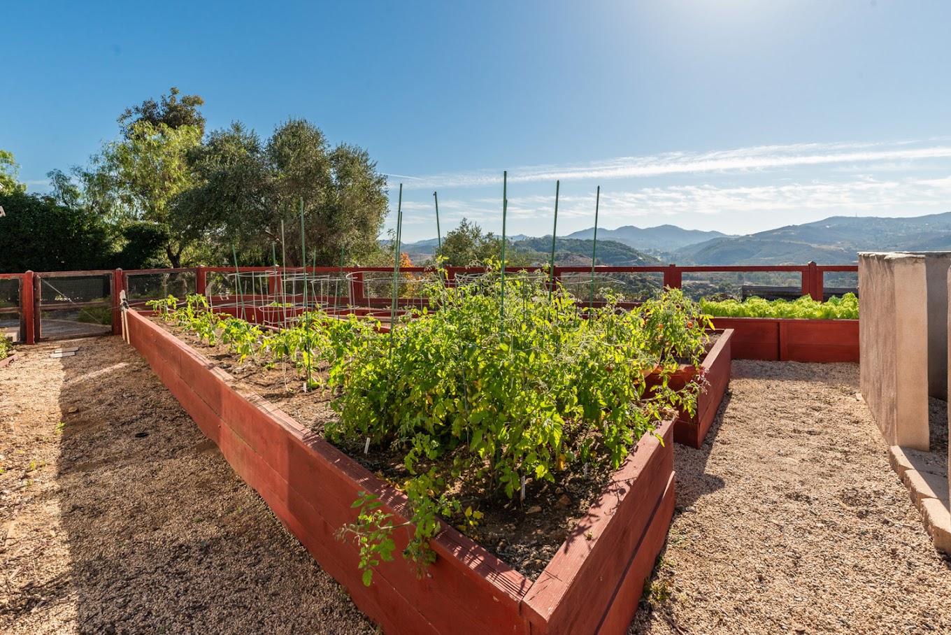 Fenced outdoor garden with rows of plants.