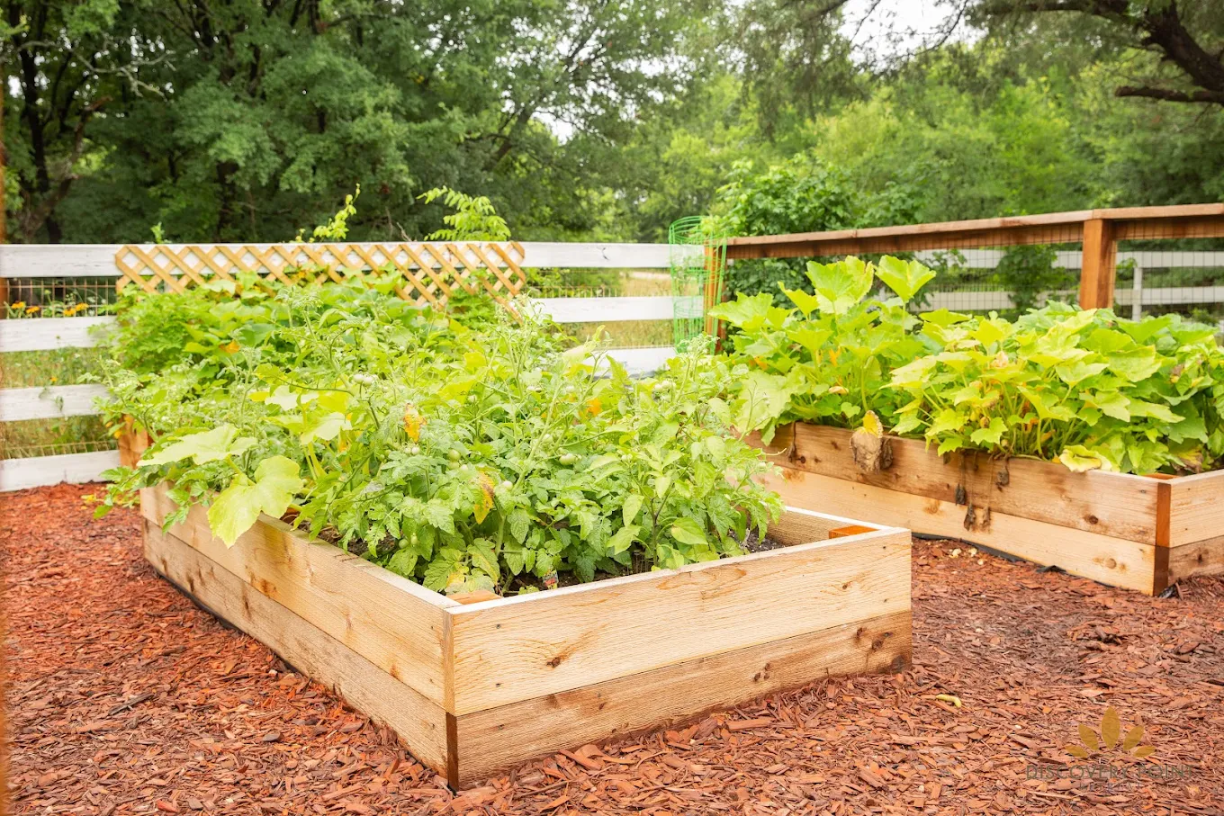 Raised wooden garden beds filled with thriving vegetable plants on the wooded grounds of Discovery Point Retreat