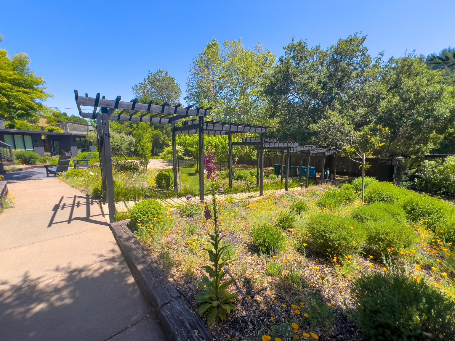 Landscaped courtyard garden with walking paths