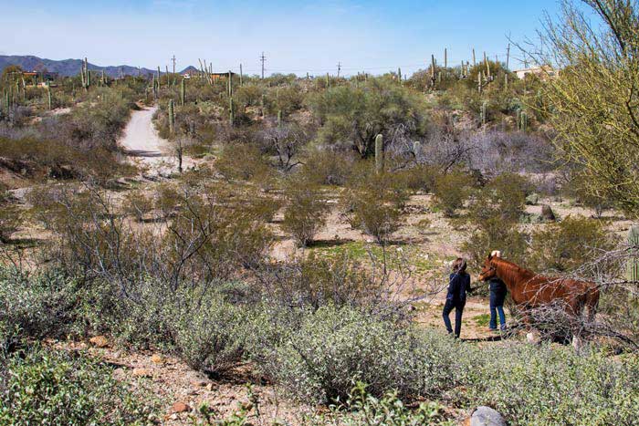 Person walking horse through cactus-filled desert