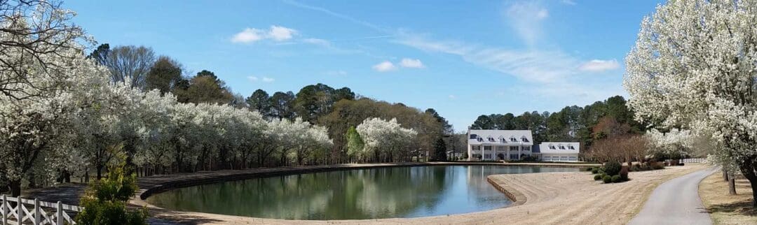Blooming trees around lake with building in background