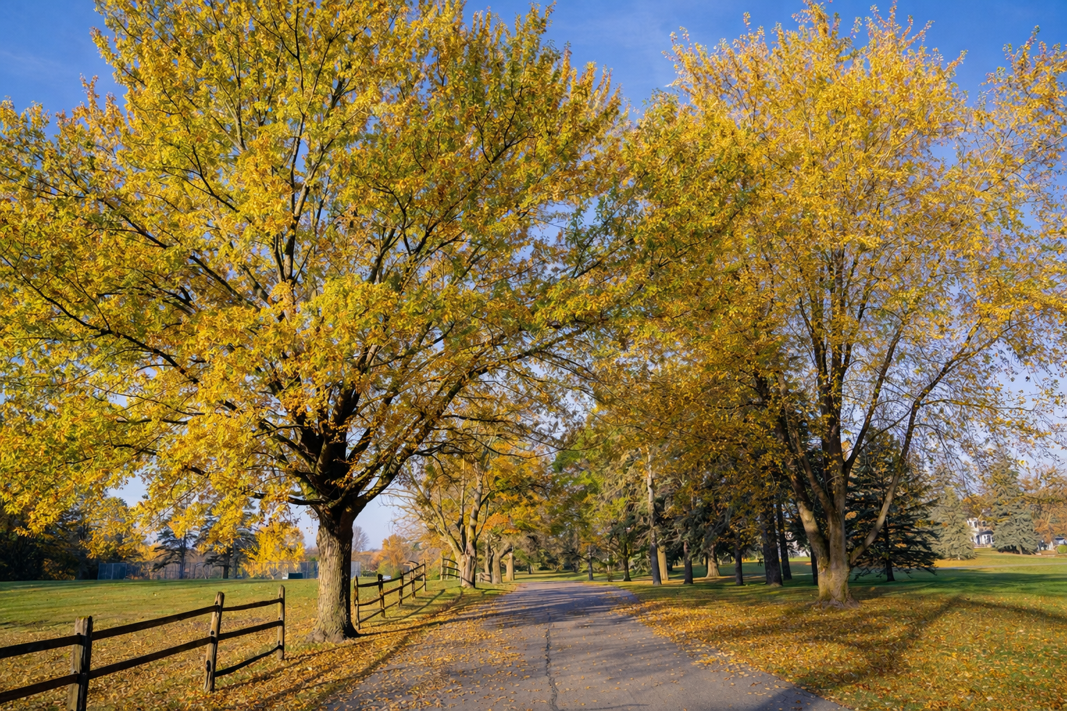 Tree-lined walking path through open green space