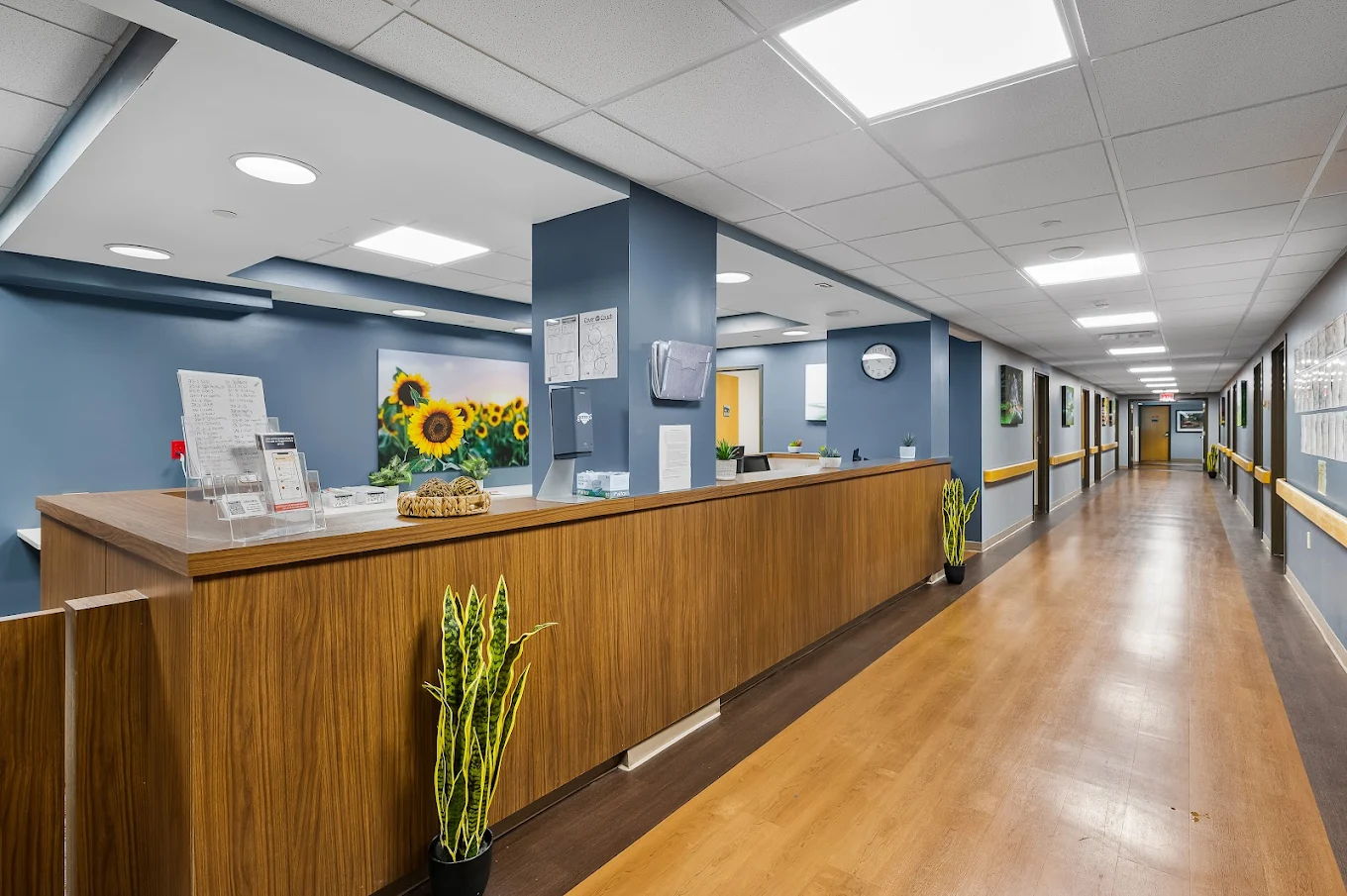 Reception desk with sunflowers artwork and hallway view at Banyan Delaware’s Milford facility