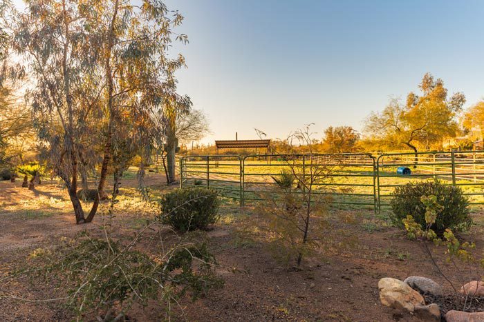 Open fenced field with trees under warm sunlight