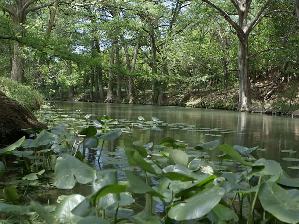 Peaceful river surrounded by trees and lilies