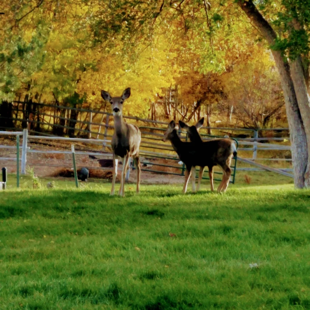Two deer stand calmly on a grassy pasture near a wooden fence, surrounded by golden autumn trees on the grounds of Rainbows End Recovery Center in Challis.