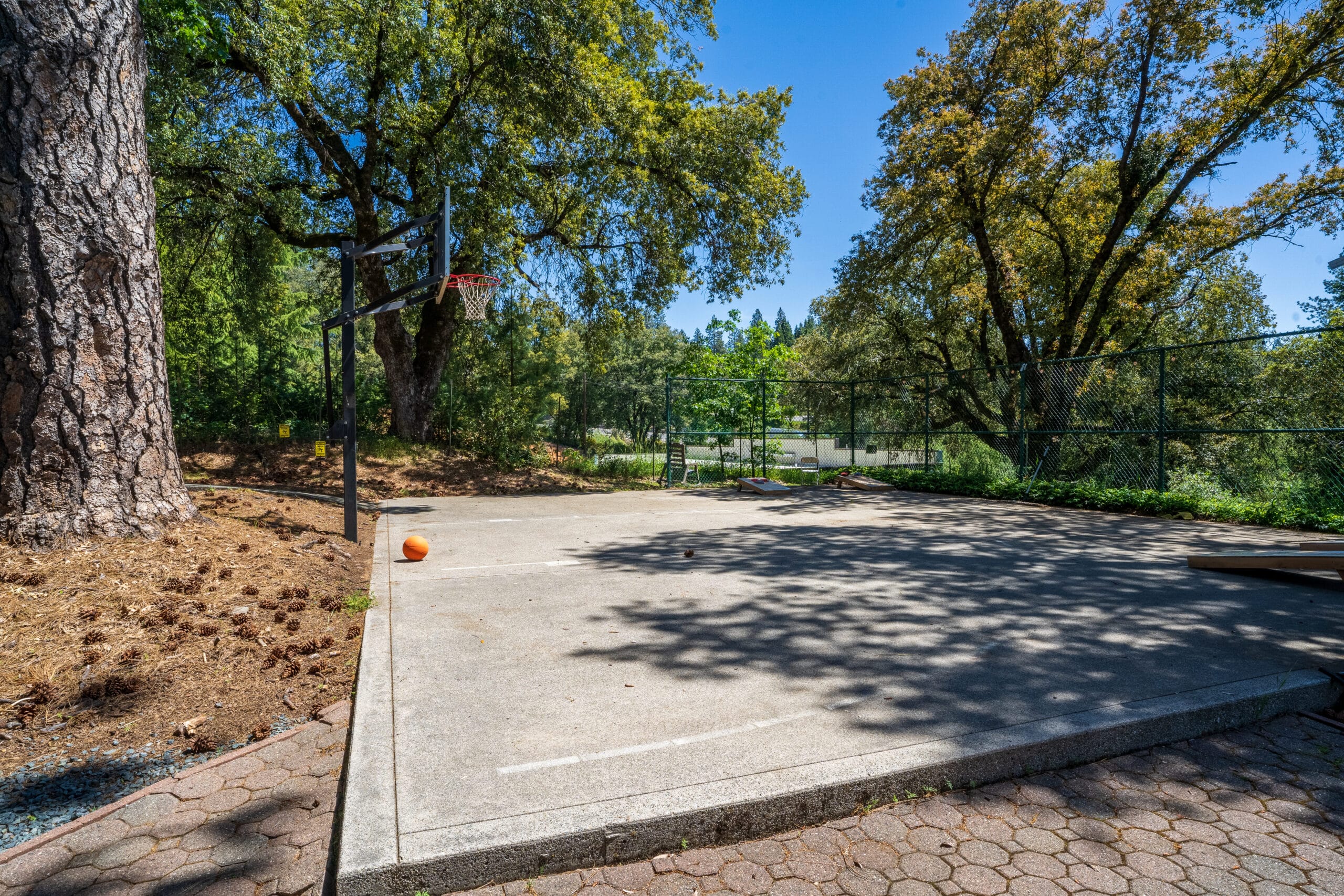 Half-court basketball setup surrounded by trees, with a hoop and ball resting on the ground in a recreational area