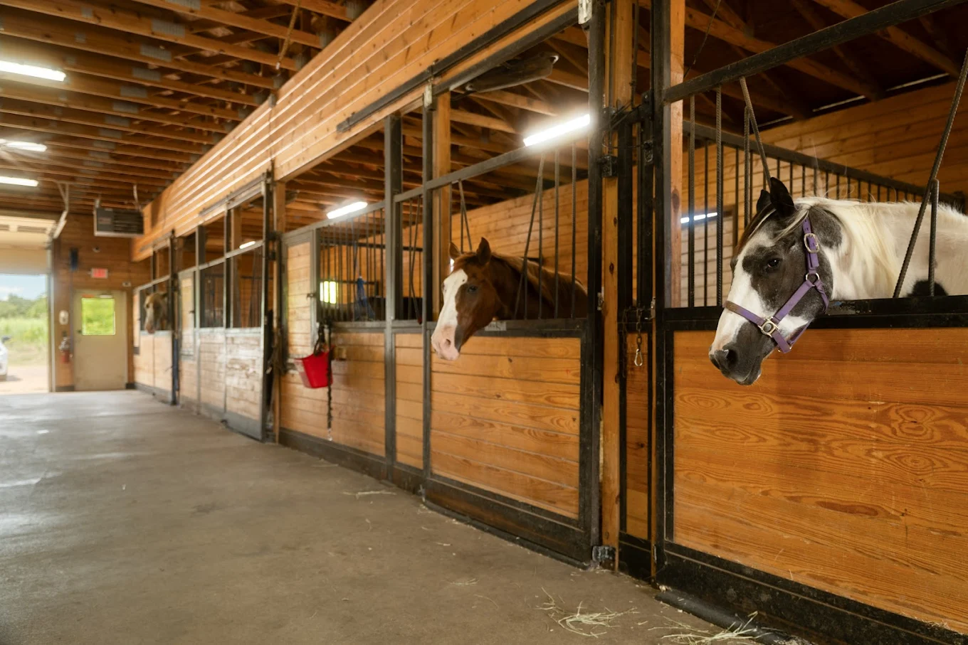 Indoor horse stable with horses in wooden stalls
