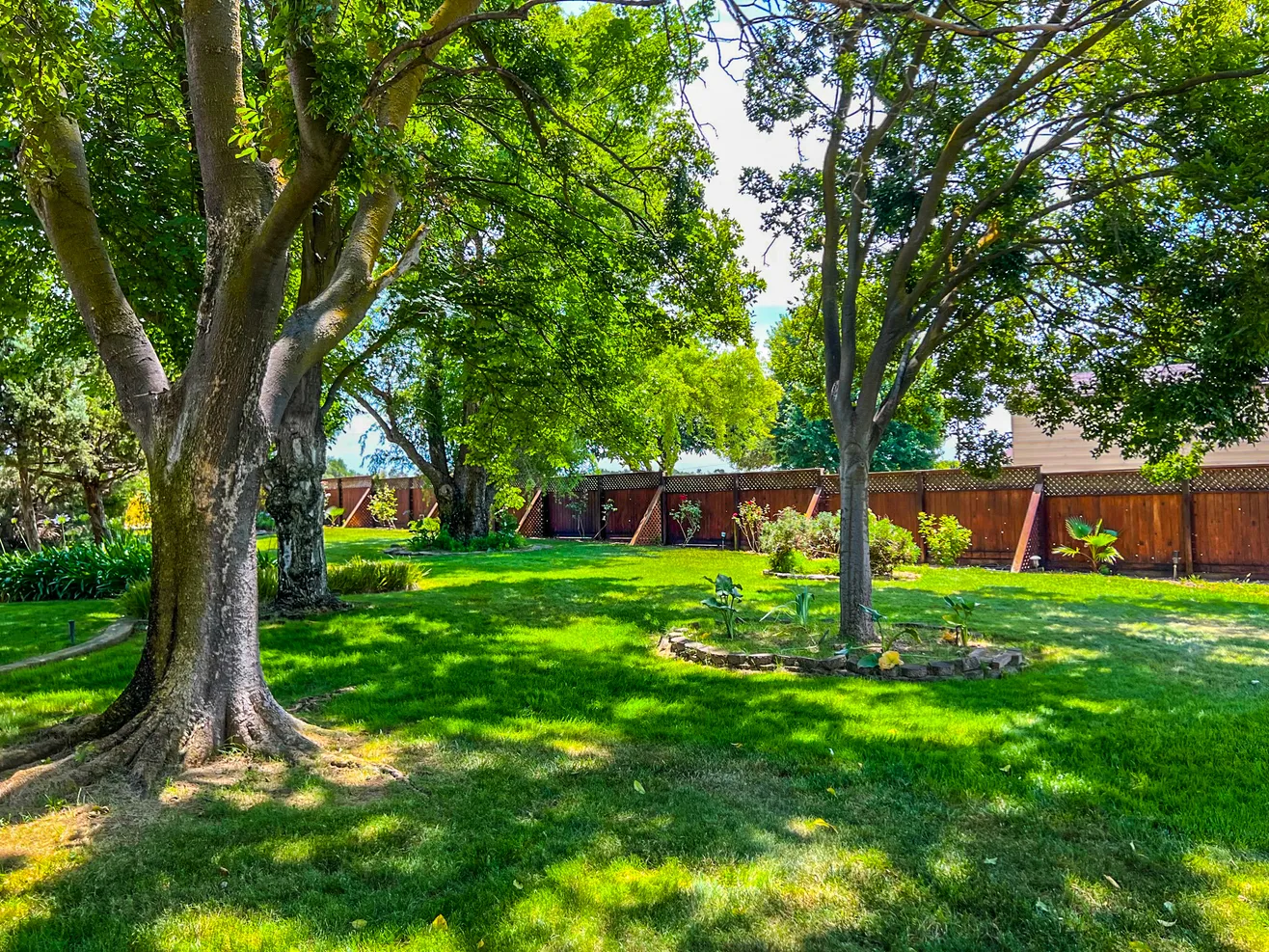 Grassy yard with mature trees and wood fence
