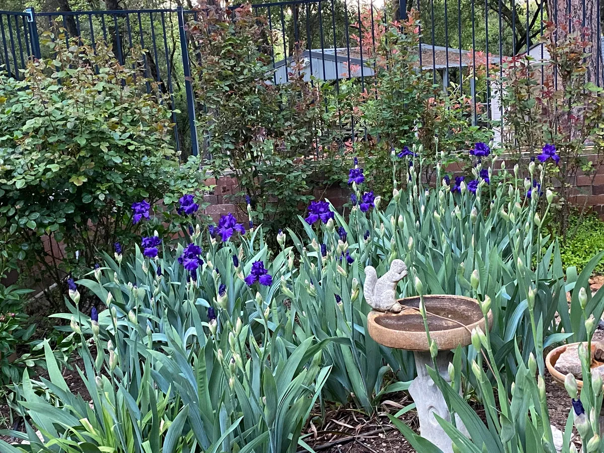 Garden with purple flowers and greenery near fenced area