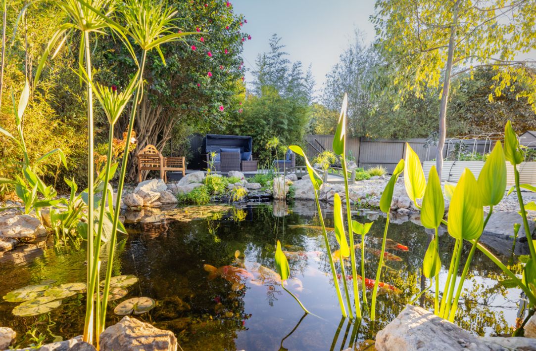 Peaceful garden pond with koi fish and green plants