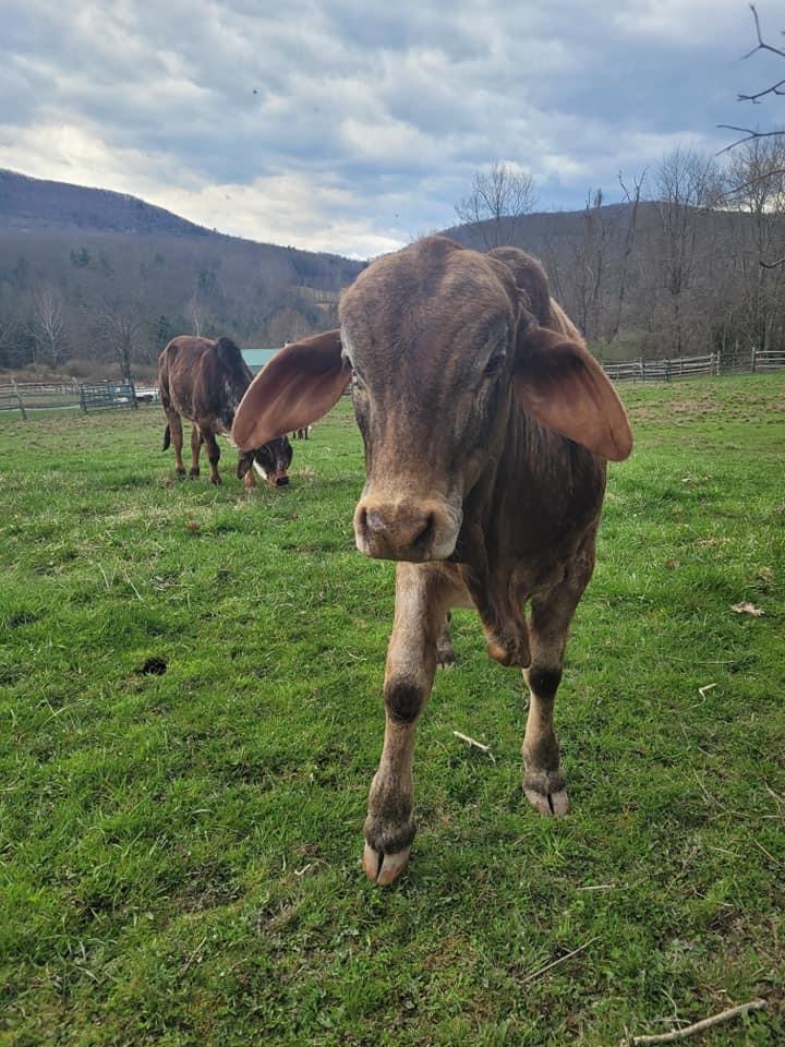 Cow walking in open grassy field near wooden fence