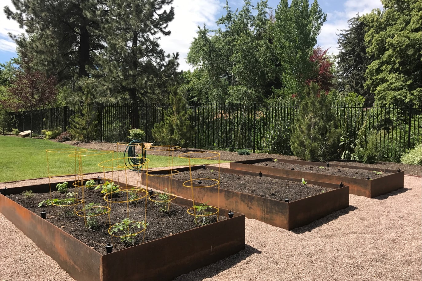 Outdoor garden with raised beds and young plants