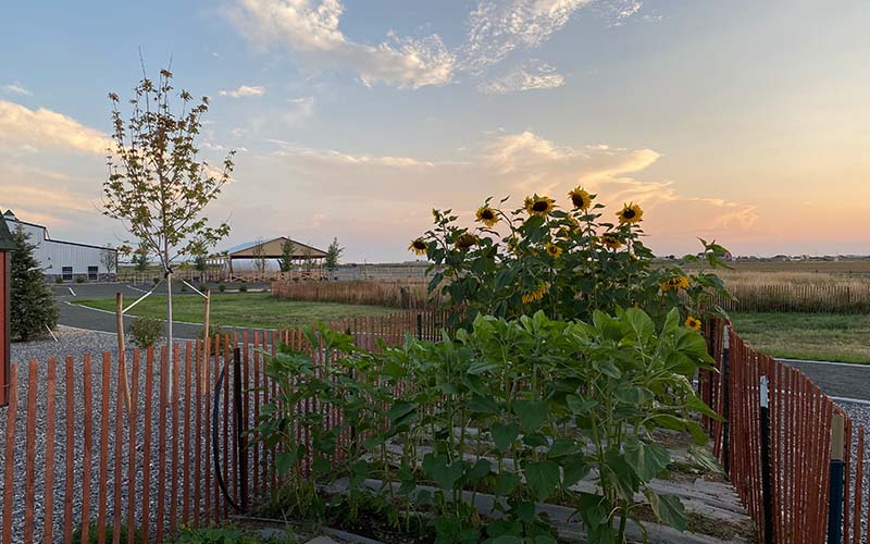 Garden area with sunflowers and a wooden fence at sunset.